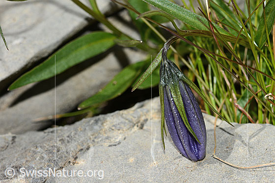 Foto: Niedliche Glockenblume (Campanula cochleariifolia). Knospe.