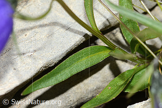 Foto: Niedliche Glockenblume (Campanula cochleariifolia). Blätter und Stängel.