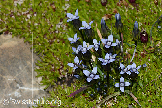 Photo: Gentiana tenella. Whole plant (habiti).