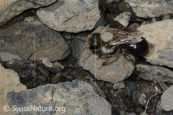 Felsheiden-Mauerbiene (Osmia inermis)