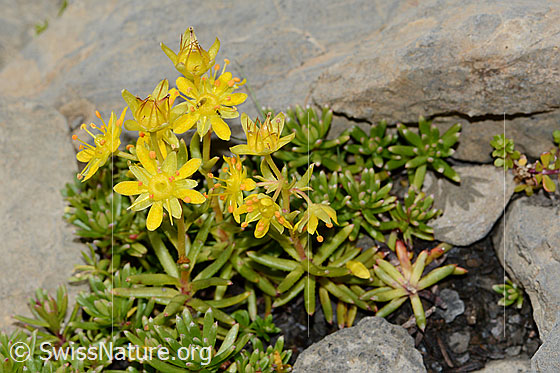 Photo: Saxifraga aizoides. Blossoms and leaves.