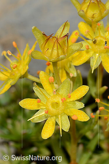 Photo: Saxifraga aizoides. Blossoms. Fully flowering and almost faded.