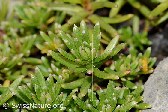 Photo: Saxifraga aizoides. Leaves.