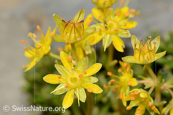 Photo: Saxifraga aizoides. Blossoms. Fully flowering and almost faded.