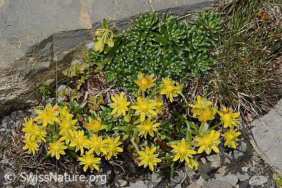 Foto: Bewimperter Steinbrech (Saxifraga aizoides). Ganze Pflanze (Habitus).