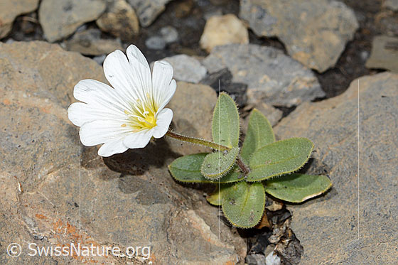 Foto: Breitblättriges Hornkraut (Cerastium latifolium). Ganze Pflanze (Habitus).