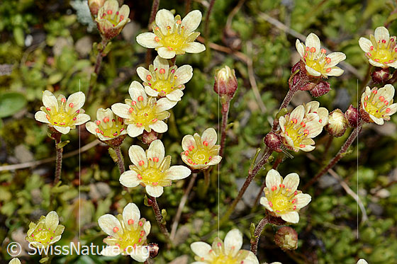 Photo: Saxifraga exarata ssp. Moschata. Blossoms.