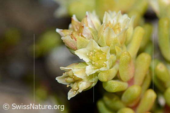 Foto: Dunkler Mauerpfeffer (Sedum atratum). Blüten. Helles Exemplar.