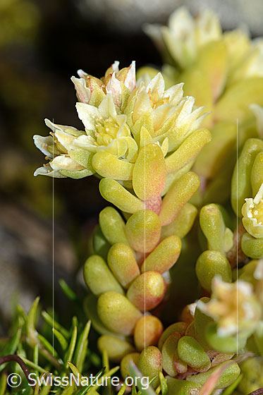 Foto: Dunkler Mauerpfeffer (Sedum atratum). Ganze Pflanze (Habitus). Helles Exemplar.