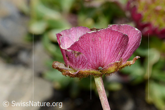 Photo: Ranunculus glacialis. Blossom. View from the side.