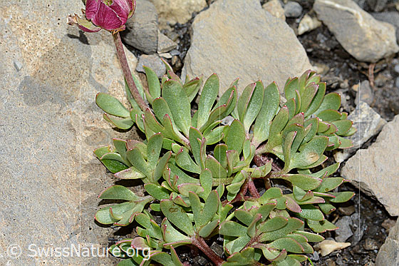 Photo: Ranunculus glacialis. Leaves.