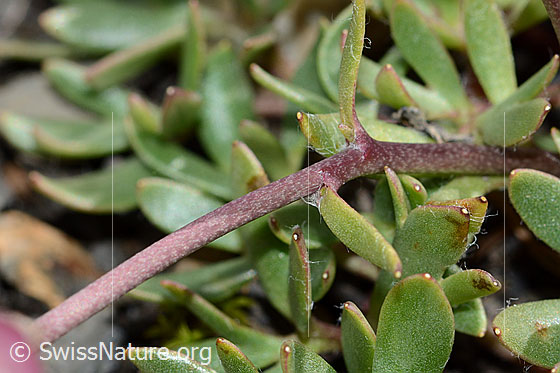 Photo: Ranunculus glacialis. Stem and leaves.