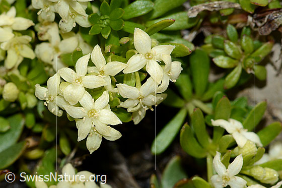 Photo: Galium megalospermum. Blossoms.