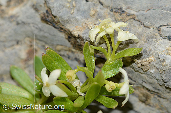 Photo: Galium megalospermum. Blossoms and leaves.