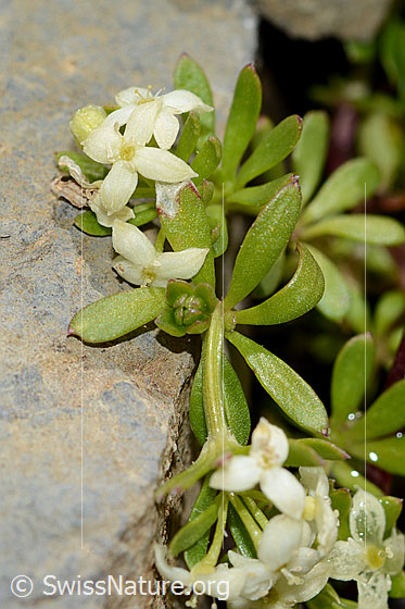Photo: Galium megalospermum. Stem and leaves.