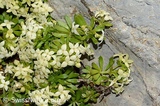 Photo: Galium megalospermum. Whole plant (habiti).