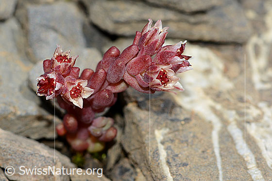 Foto: Dunkler Mauerpfeffer (Sedum atratum). Ganze Pflanze (Habitus).