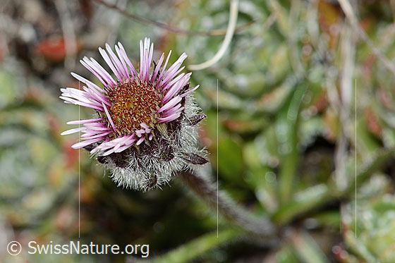 Foto: Einköpfiges Berufkraut (Erigeron uniflorus). Blüte. Ansicht von oben.