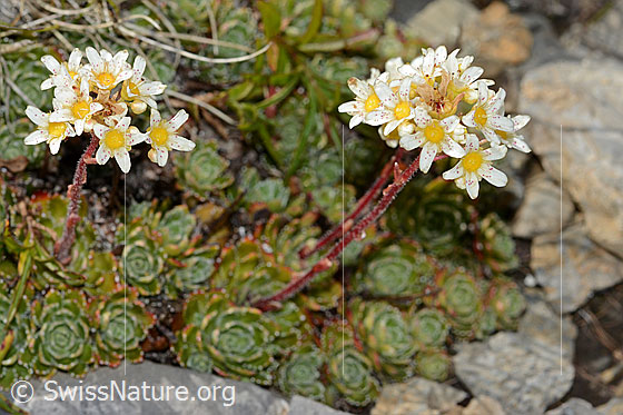 Photo: Saxifraga paniculata. Whole plant (habiti).
