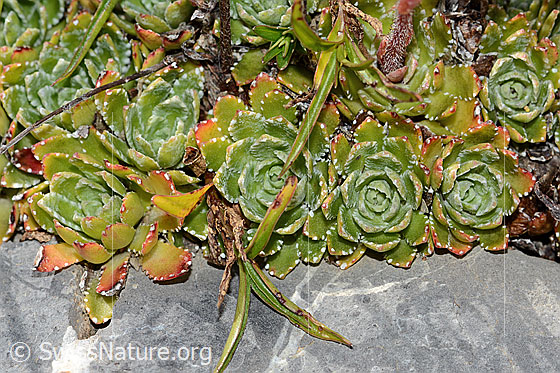 Photo: Saxifraga paniculata. Leaf rosettes.