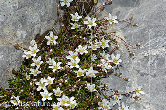 Photo: Arenaria ciliata. Whole plant (habiti).
