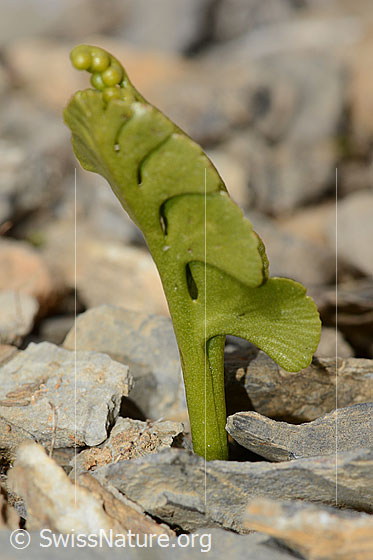 Foto: Echte Mondraute (Botrychium lunaria). Ganze Pflanze (Habitus). Ansicht von hinten.