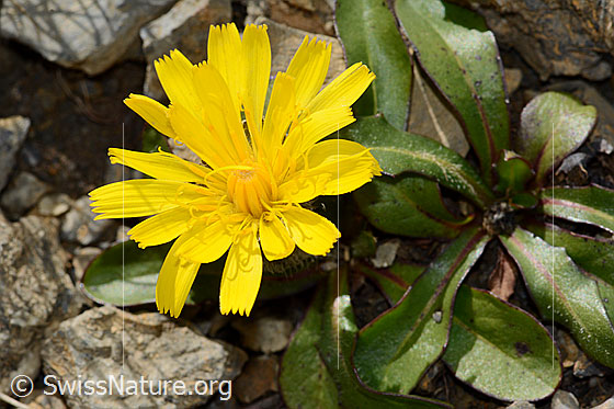 Foto: Berg-Milchkraut (Leontodon montanus). Blüte.