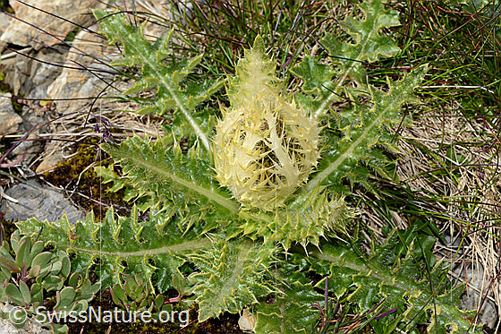 Photo: Cirsium spinosissimum. Whole plant (habiti).