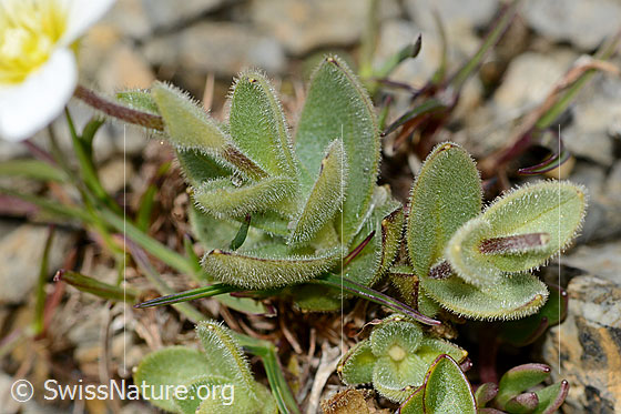 Foto: Breitblättriges Hornkraut (Cerastium latifolium). Stängel und Blätter.