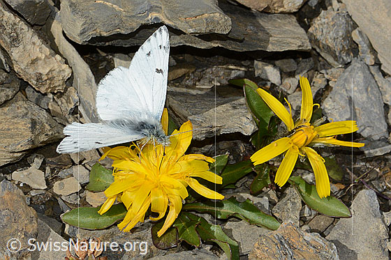 Foto: Alpenweissling (Pontia callidice) auf Blume. Männchen. Flügel geöffnet. Ansicht von vorne oben.