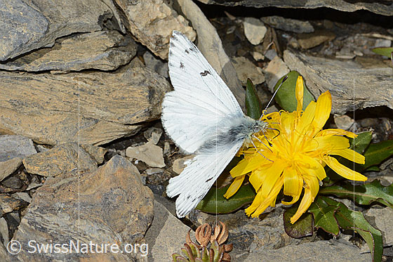 Photo: Pontia callidice on flower. Male. Wings open. View from the top side.
