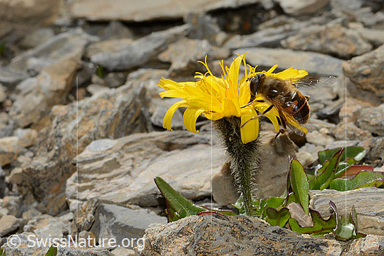Photo: Eristalis tenax on Leontodon montanus. Length 14 - 18mm. Male. View from the side.