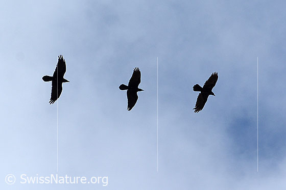 Foto: Drei Kolkraben (Corvus corax) üben den Formationsflug. Hier hintereinander.