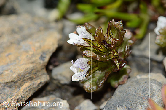Photo: Euphrasia minima. Whole plant (habiti). Height: < 1cm.