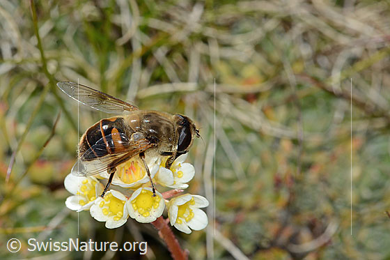 Photo: Eristalis tenax on Saxifraga paniculata. Length 14 - 18mm. Female. View from the side above.
