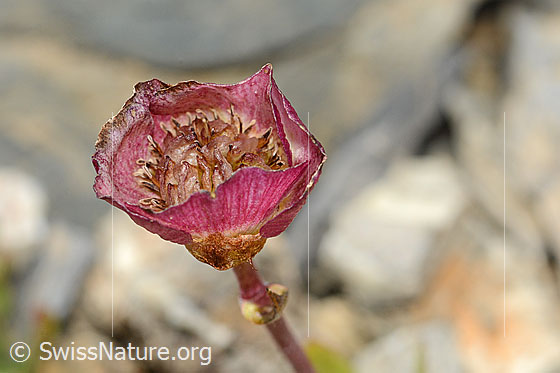 Foto: Gletscher-Hahnenfuss (Ranunculus glacialis). Blüte.
