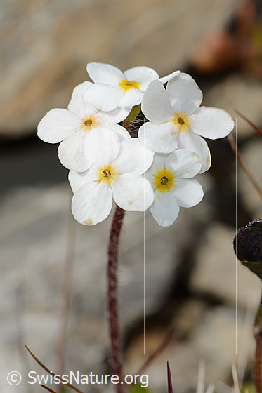 Photo: Androsace chamaejasme. Blossoms and stem.