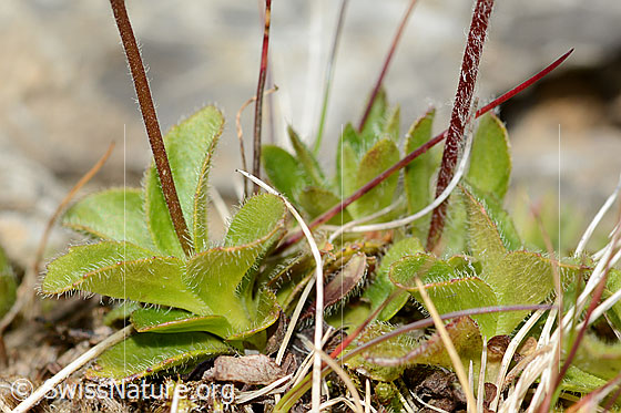 Photo: Androsace chamaejasme. Leaves and stem.
