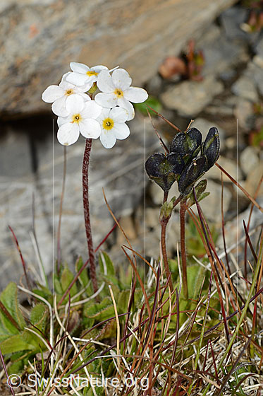 Photo: Androsace chamaejasme. Whole plant (habiti).