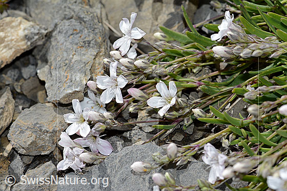 Photo: Gypsophila repens. Blossoms and stem.