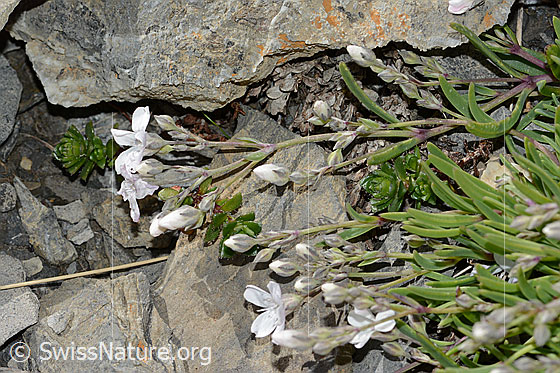 Photo: Gypsophila repens. Stem and leaves.