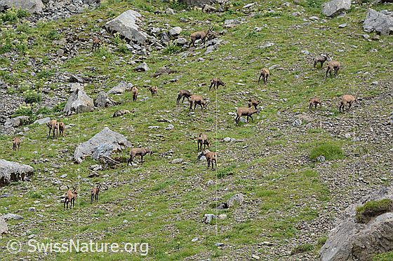 Foto: Gämsen (Rupicapra rupicapra). Ein Rudel Gämsen ässt auf einem steilen Hang. 
Lat.: Rupicapra rupicapra
Ordnung: Artiodactyla (Paarhufer)
Familie: Bovidae (Hornträger)
Gattung: Rupicapra (Gämsen)