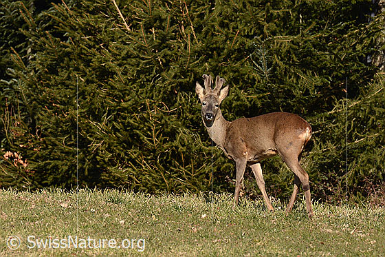Rehbock (Capreolus capreolus)