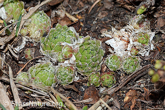 Foto: Spinnweb-Hauswurz (Sempervivum arachnoideum). Die Blätter sind im Frühling mit einem weissen Gewebe überzogen.