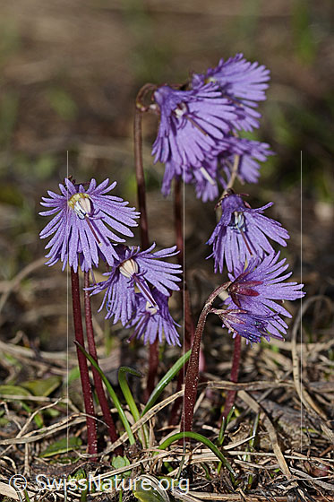 Photo: Soldanella alpina. Whole plant (habiti).