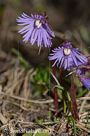 Photo: Soldanella alpina. Blossoms and stem.