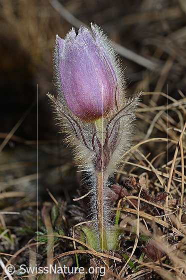 Photo: Pulsatilla vernalis. Whole plant (habiti). View from the side.