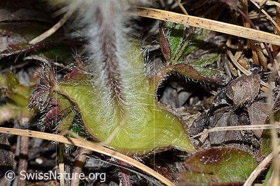 Photo: Pulsatilla vernalis. Stem and leaves.