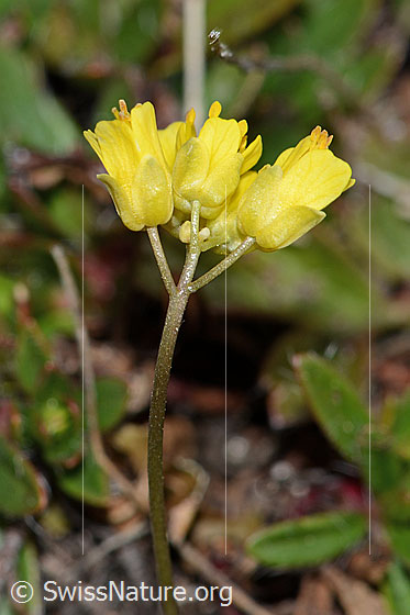 Photo: Draba hoppeana. Blossoms and stem. View from the side.