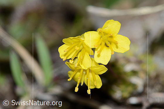 Photo: Draba hoppeana. Blossoms. View from above.